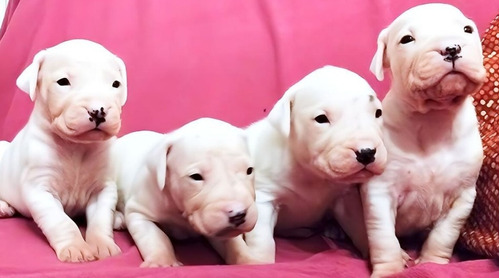 Dogo Argentino 