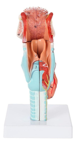 Laringe Humana Con Diente Y Lengua Modelo Anatomia Garganta