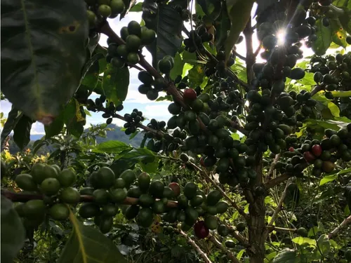 Vendo Finca En Tarapaca 80 Cuadras, Santa Rosa, Risaralda