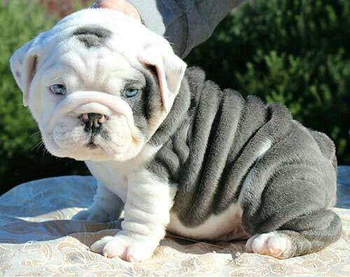 Bulldog Ingles Blue 