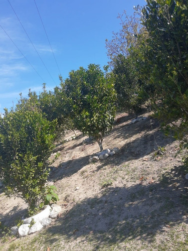 Imagem 22 de 30 de Sítio À Venda Em Juquitiba, Excelente Localização Na Rodovia Régis Bittencourt, Ideal Para Lazer, Moradia Ou Comercio - 85 - 70324044