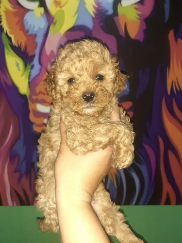Imagen 3 de 5 de Caniche Marron Vacunado