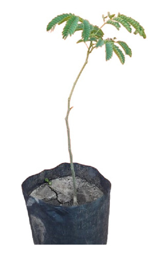 Plantin Timbo / Pacara- Árbol Nativo- El Almacen Del Huillin
