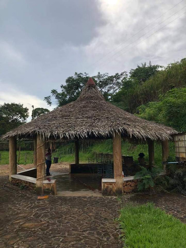 Finca Ganadera En Venta Tinaquillo S/la Pica Anny