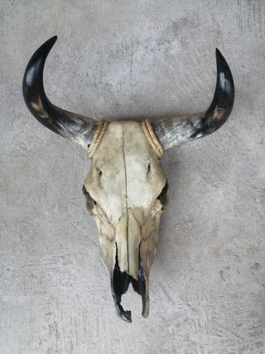 Cráneo Cabeza De Toro 100% Natural.