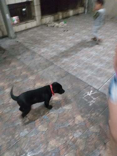 Imagem 2 de 3 de Filhote De Labrador