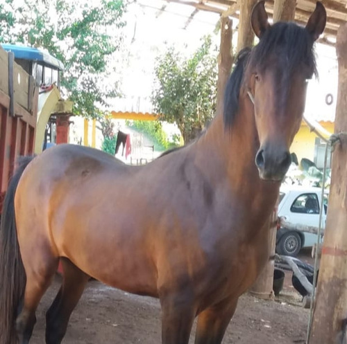 Cavalo Garanhão Quarto De Milha 