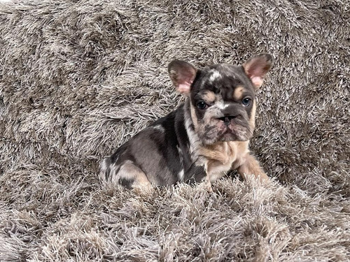 Bulldog Frances Blue Merle And Tan 