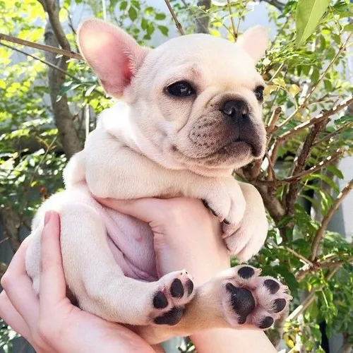 Bulldog Francés Manto Fawn Crema Disponible