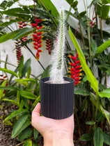 Comprar Porta Matero Florero Mediano Para Orquídeas Y Otras Plantas