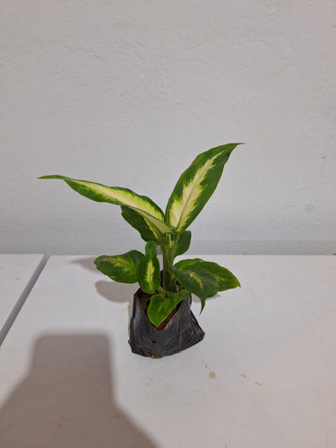Muda De Comigo-ninguém-pode (dieffenbachia Seguine)