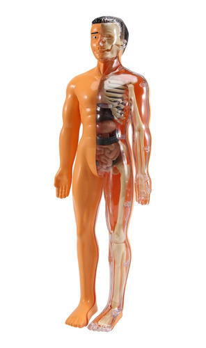 Modelo De Anatomía Del Cuerpo Humano En 3d Para Niños, De Pl