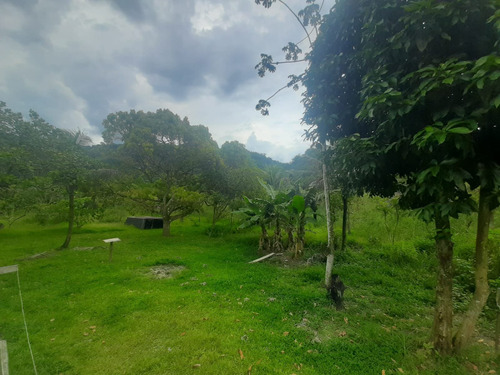Imagem 12 de 15 de Cod.830 Sitio Com 34mil M² No Parque Capivari - 12579