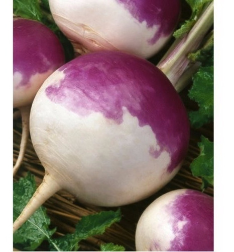 Imagem 4 de 5 de Nabo Purple Top White Globe 50 Sementes Para Mudas