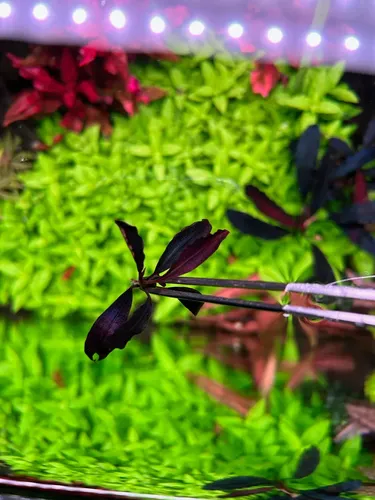 Planta Bucephalandra Sp. Brownie Ghost In Vitro Plantfarm