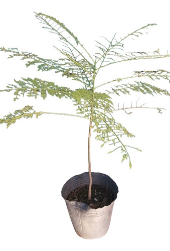 Plantin Árbol Jacaranda Ideal Para Comenzar Un Futuro Bonsai