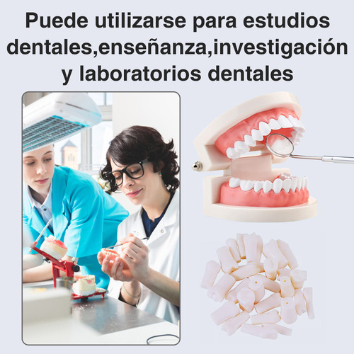 Paquete De Dientes 32 Dientes Tipodonto Con Destornillador Y Tornillos Modelos Anatomicos Para Nissin 32 Dientes Tipodonto
