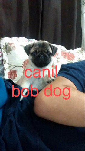 Lindos Filhotes De Pug Macho