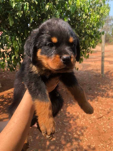 Filhotes De Rottweiler