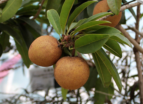 Chicozapote Mexicano