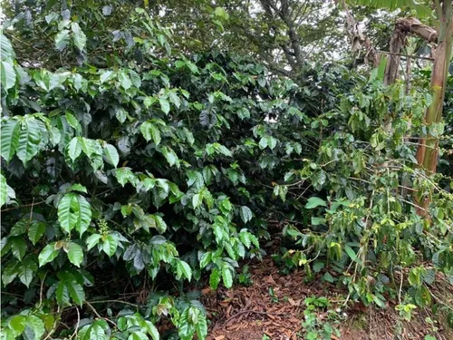 Finca Cafetera En Venta En Andes - Antioquia