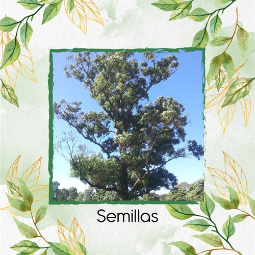 2.500 Semillas De Árbol Eucalipto Robusta 