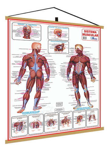 Mapa Corpo Humano Muscular Laminado Moldura 120x90cm Banner