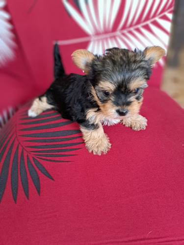 Yorkshire Mini Hembra Pelaje Largo 2 Meses