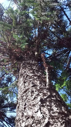 Plantas  Araucaria Angustifolia. Pino Parana. Nativa