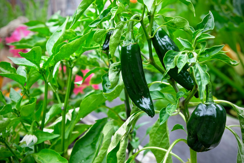 Semillas De Chile Poblano O Ancho (capsicum Annuum) 10 Gr