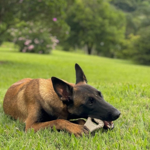 Kit Biobone Mordedor Resistente Para Cães Laranja Ossão 3un
