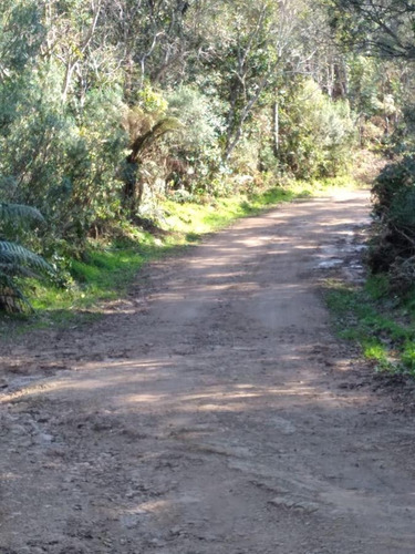 Imagem 11 de 11 de Terreno Para Venda Em São Francisco De Paula, Centro - Cwvt0230_2-1483305