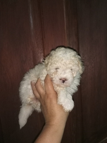 Imagen 4 de 4 de Caniche Mini Hembra