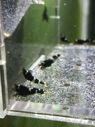Pack 5 Gambas Caridinas King Kong Black