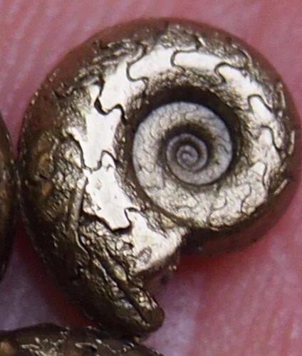 Amonita Fosil De Pirita 9 Mm Ammonite Piritizado Natural Dorado Oscuro (Usado)