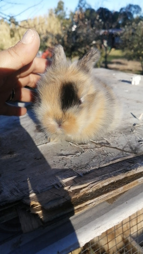 Imagen 4 de 4 de Conejos León Lop