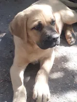Comprar Cachorros Mastin Inglés Beige
