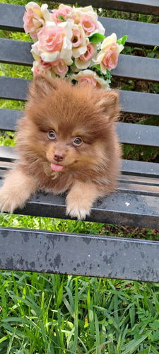 Cachorra Pomeranian Chocolate Pura Raza Animal Pets Colombia