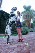 Comprar Cachorros Gran Danés Pedigree Criadero Gran Danés Lm
