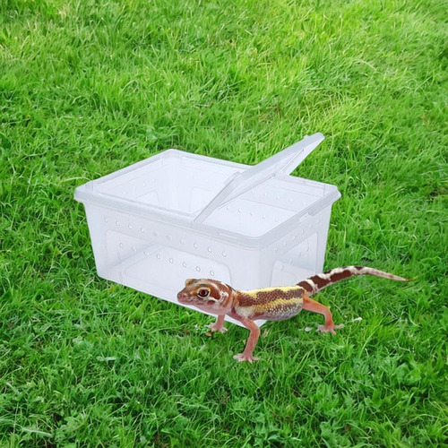 Casa De De Reptiles De Reptiles De Reptiles De Medio