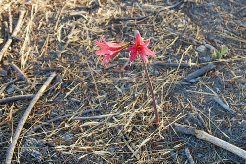 Excelente Parcela De 1 Hectárea En Laguna Verde