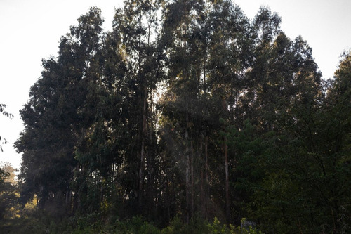 Campo En Venta 9 Hectareas