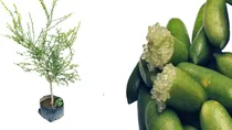 Comprar Arbol De Limón Caviar Cítrico Exótico Genuino