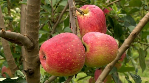 Muda De Maçã Julieta Para Clima Quente Enxertada + Brinde