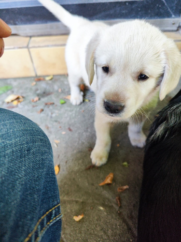Vendo Lindos Cachorros