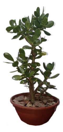 Árbol De Jade De 50cm