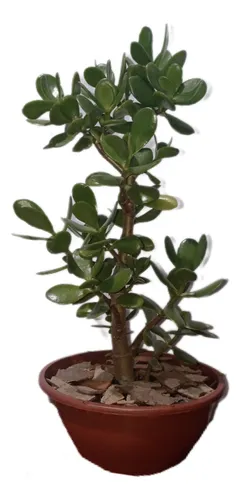 comprar Árbol De Jade De 50cm