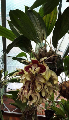 Orquidea Stanhopea Plantasgrandes Y Bellas, No Divisiones!!!
