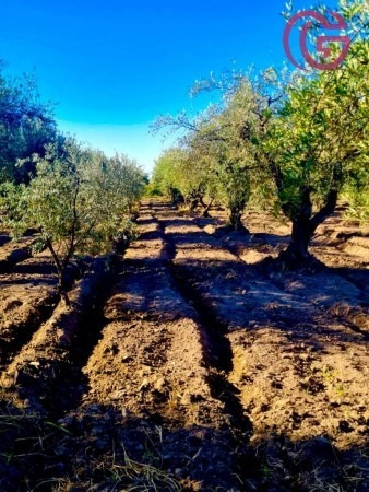 Imagen 7 de 16 de Greenwood Vende Finca Con Potencial
