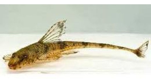 Loricaria Laceolata Pez Come Algas Peces Tropicales